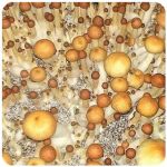 Псилоцибиновые (галлюциногенные)  грибы Psilocybin "Golden Teacher" в Корсакове