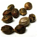 Семена марихуаны АК-47  (Seeds AK-47) в Корсакове